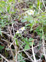 Anemonoides caerulea