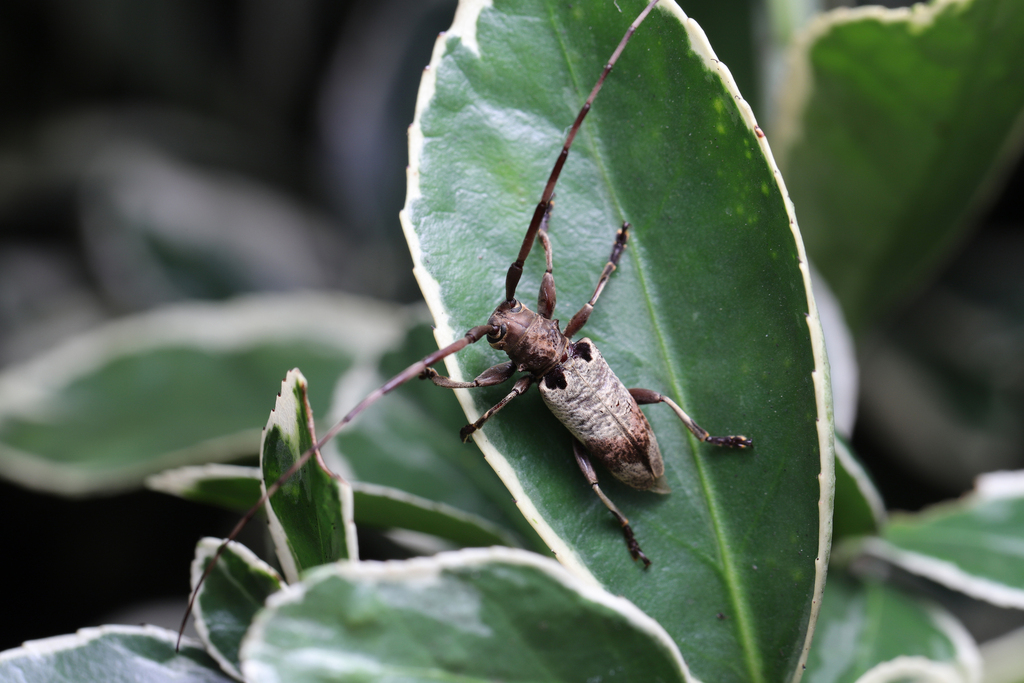 Acalolepta sublusca from 中国浙江省杭州市 on June 26, 2022 at 0856 PM by Li