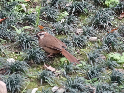 White-browed Laughingthrush (Pterorhinus sannio), photo 8