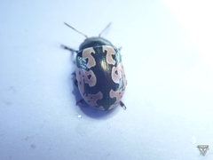 Calligrapha ancoralis
