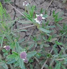Phyla cuneifolia