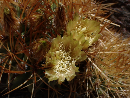 Eriosyce garaventae