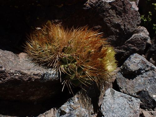 Eriosyce garaventae
