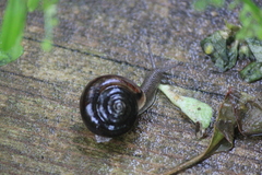 Webbhelix multilineata