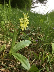 Orchis pallens