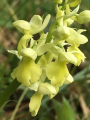 Orchis pallens