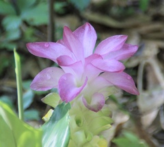 Image of Curcuma petiolata