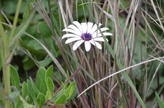 Dimorphotheca ecklonis