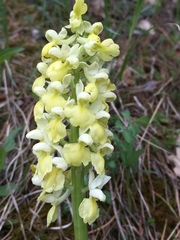 Orchis pallens