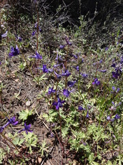 Delphinium gracilentum