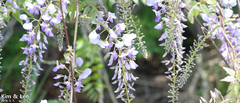 Wisteria floribunda