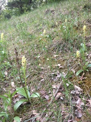 Orchis pallens
