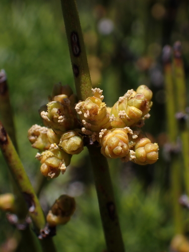 Image of Ephedra chilensis by (c) Nolan Exe, some rights reserved (CC BY)