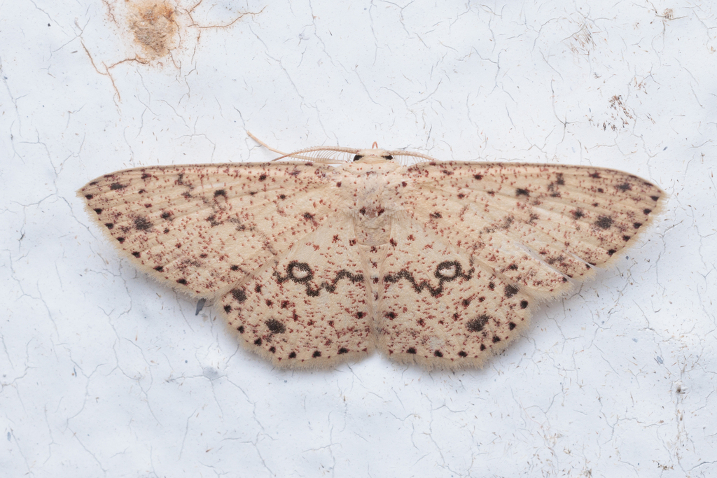 Perixera decretaria