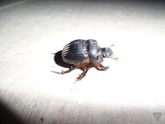 Dichotomius colonicus