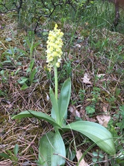 Orchis pallens