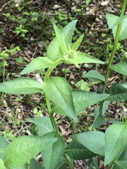 Verbesina helianthoides