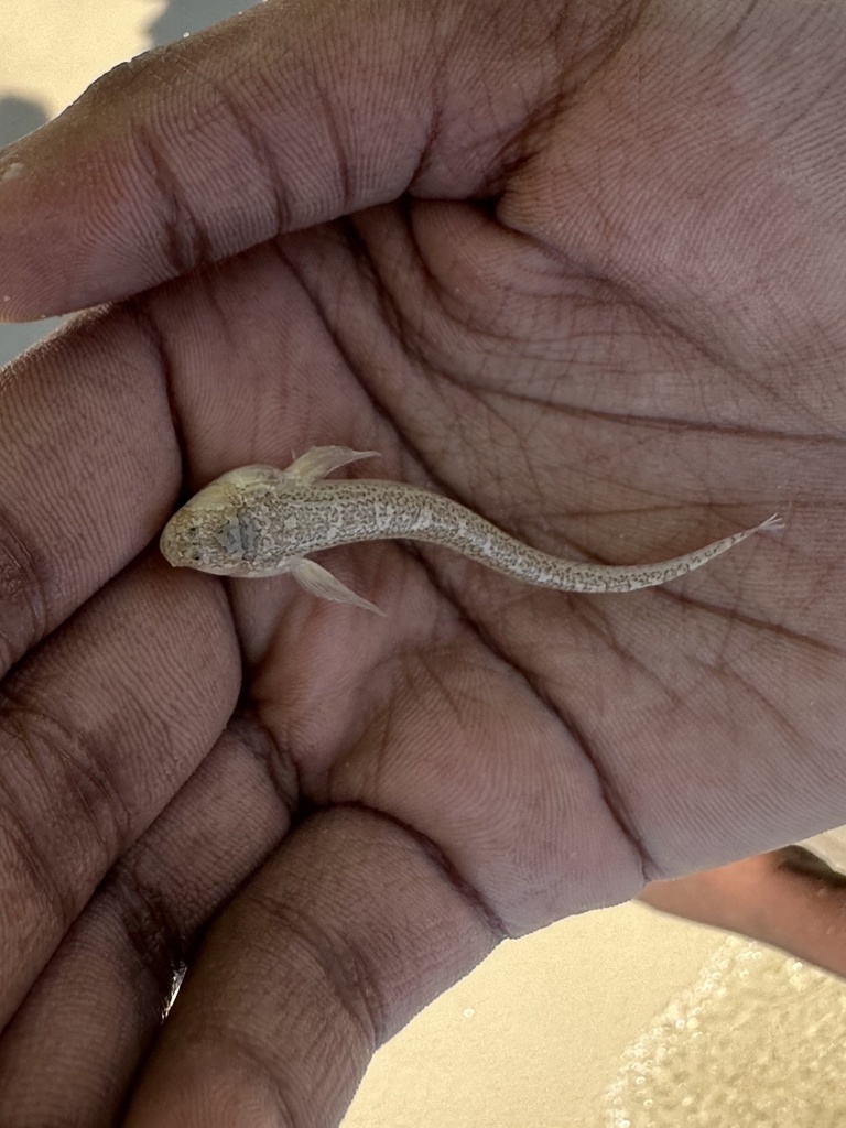 Sand stargazer (Dactyloscopus tridigitatus) — Dactyloscopidae