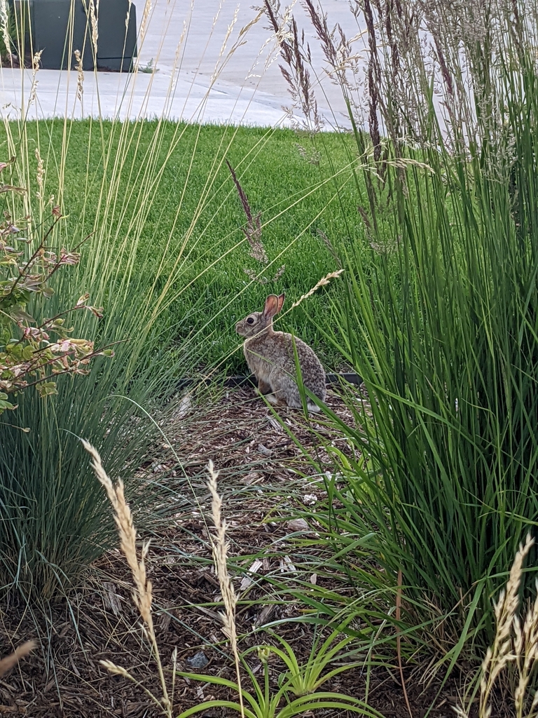 Cottontail Rabbits in July 2022 by antimatterbee · iNaturalist