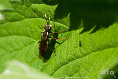 Tenthredo ferruginea
