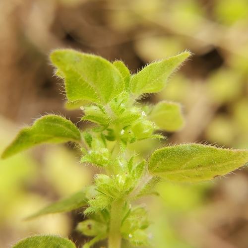 Image of Parietaria hespera by no rights reserved