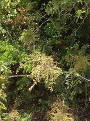 Pistacia terebinthus palaestina