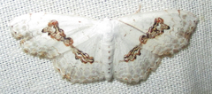 Problepsis vestalis