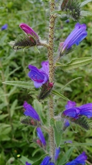 Echium vulgare