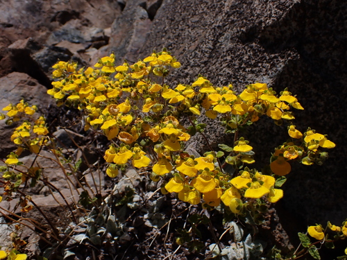 Calceolaria campanae (Calceolaria campanae)