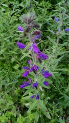 Echium vulgare
