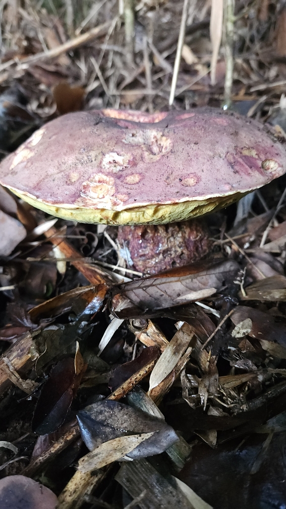 Butyriboletus loyo · May 2024 · photo: © laflorifunga_ (iNaturalist, cc-by)