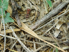 Myrmilloides grandiceps