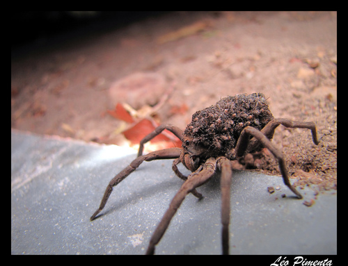Lycosa erythrognatha