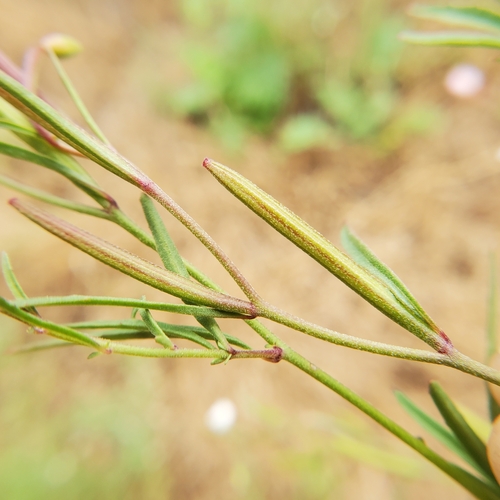 Image of Clarkia epilobioides by no rights reserved