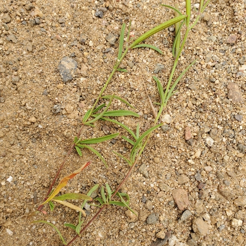 Image of Clarkia epilobioides by no rights reserved
