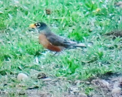 Turdus migratorius