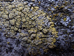 Candelariella medians