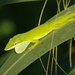 Southern Green Anole - Photo (c) John Sullivan, some rights reserved (CC BY-NC), uploaded by John Sullivan