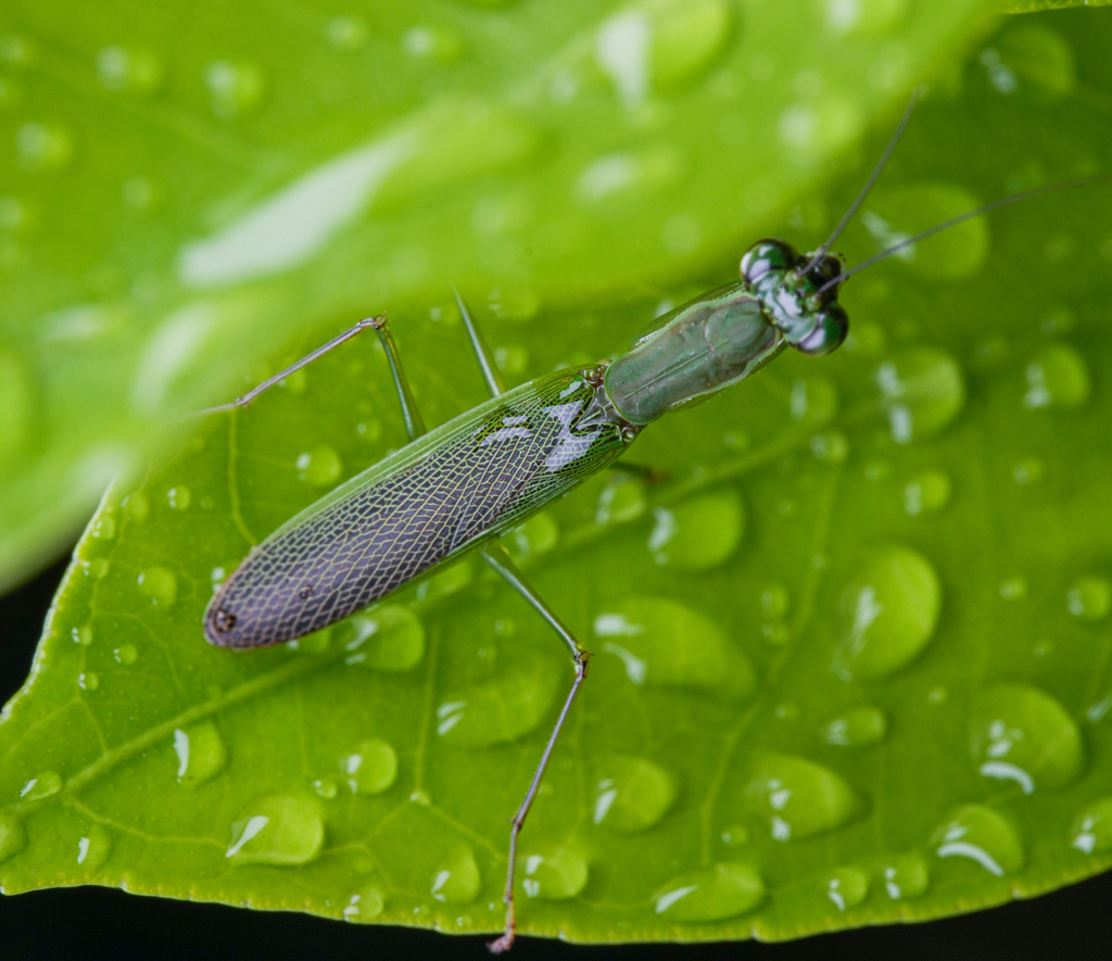 Odontomantis hainana