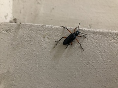 Strongylium erythrocephalum