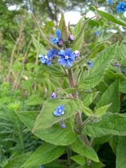 Pentaglottis sempervirens