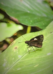 Notocrypta paralysos varians