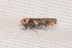 Paraphlepsius collitus