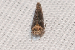 Paraphlepsius collitus