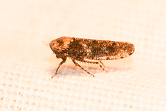 Paraphlepsius collitus