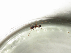 Pheidole nodus