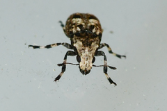 Euparius marmoreus