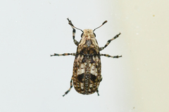 Euparius marmoreus