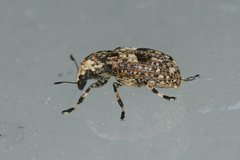 Euparius marmoreus