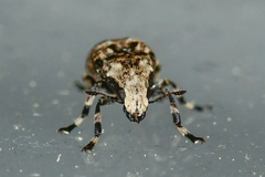 Euparius marmoreus
